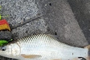 野钓鲤鱼浮钓技巧（轻松掌握浮钓鲤鱼技巧）