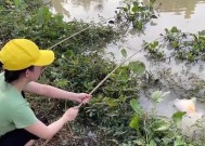 夏天野外钓鱼打窝的方法与技巧（高温季节如何提高钓鱼成功率）