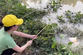 夏天野外钓鱼打窝的方法与技巧（高温季节如何提高钓鱼成功率）