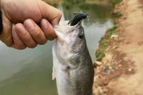 垂钓鱼线选择的技巧（掌握垂钓鱼线选择的关键，提高钓鱼效果）