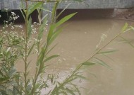 雨天野钓鱼技巧与方法（大雨钓鱼攻略）