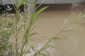 雨天野钓鱼技巧与方法（大雨钓鱼攻略）