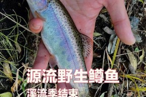 冬季溪流钓鱼技巧（寒冷季节的流水中丰富渔获）