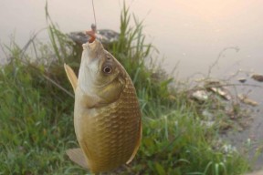 夏季钓鱼新技巧（提高夏季钓鱼效率的关键技巧）