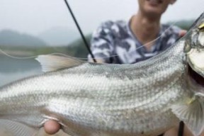 海水涨潮钓鱼技巧（钓鱼爱好者必备的成功秘籍）