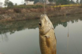 雨中垂钓的技巧与窍门（掌握钓鱼技巧）