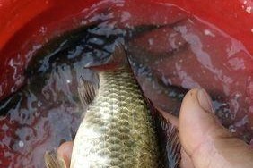 夏天野钓鲫鱼的四大必备技巧（夏天野钓鲫鱼成功的关键绝招）