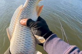 野钓骆马湖鲤鱼的技巧（掌握这一技巧）