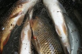 野钓开饵小技巧，简单高效（快速掌握野钓开饵技巧）