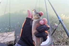 野钓鲤鱼浮钓的技巧与方法（探寻鲤鱼喜爱的浮钓方式）