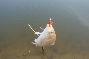 秋季浅水草洞钓鱼技巧（享受秋日草洞钓鱼乐趣的技巧与心得）