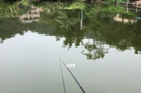 夏天新手钓鱼技巧（掌握夏季钓鱼的关键技巧）