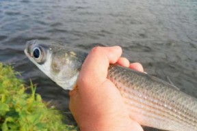 海口钓鱼技巧教程（掌握海口钓鱼技巧的关键步骤）