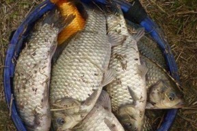 夏季垂钓鲫鱼的饵料技巧（提高夏季垂钓鲫鱼成功率的必备技巧）