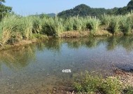 雨天溪流钓鱼技巧详解（掌握雨天溪流钓鱼的窍门）