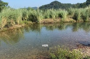 雨天溪流钓鱼技巧详解（掌握雨天溪流钓鱼的窍门）