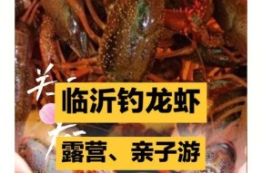 如何在茶园成功钓到野生龙虾？有哪些技巧和注意事项？