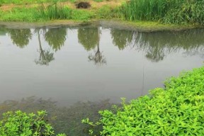 玉米粒野河野钓技巧（掌握钓鱼技巧）