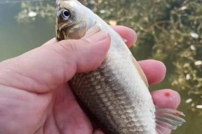 水深一米鲫鱼浮钓技巧（掌握浮钓技巧）