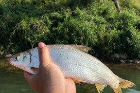 夏天水库钓鱼黄尾技巧（夏季水库黄尾钓鱼攻略）