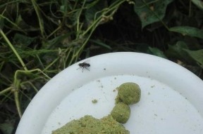 雨天野钓草鱼的技巧（雨中如何捕捉美味的草鱼）