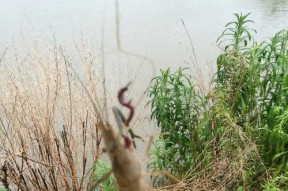 雨天钓鱼技巧（秋季连续下雨中的钓鱼经验）