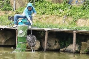 山清水秀钓鱼技巧教学（享受自然之美）