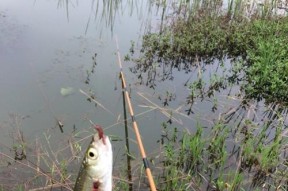 夏季垂钓鳊鱼技巧（攻略夏季鳊鱼）