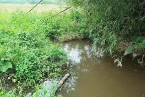 印度水坑钓鱼技巧教学（掌握印度水坑钓鱼技巧）