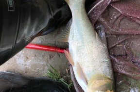 夏天野钓鲫鱼鲢鱼技巧（夏日钓鲫鱼鲢鱼的技巧与经验分享）