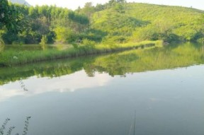 三伏夜钓鱼技巧（夏季夜晚）