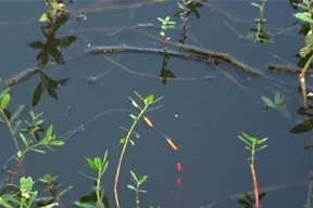 夏季朝天钩野钓鲫鱼的技巧（掌握正确技巧）