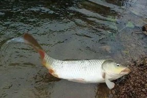 秋季气温20度的野钓鲤鱼技巧与方法（揭秘野钓鲤鱼的绝佳时机与技巧）