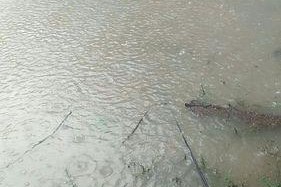 下雨天钓鱼的技巧（掌握降雨情况）