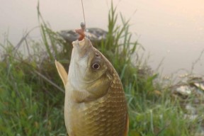 夏季垂钓技巧大揭秘（掌握这些技巧）