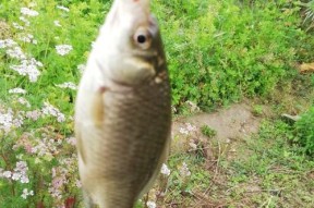 谷雨节野河钓鱼技巧（掌握成功的关键）