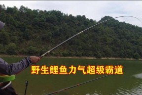 野钓鲤鱼浮钓技巧（掌握这些技巧）