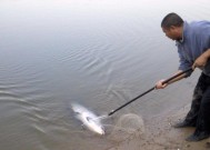 海滩钓鱼技巧教学（让你轻松享受海滩钓鱼的乐趣）