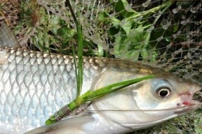 秋季野钓草鱼的最佳方法和技巧（草鱼钓法详解）