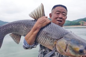 夏天青鱼钓鱼技巧（掌握钓鱼技巧）