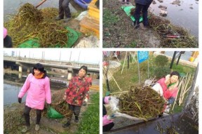 河道垂钓水葫芦漂清理技巧（掌握水葫芦漂清理技巧）