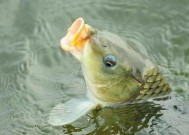 野钓鲤鱼挂饵技巧（掌握关键步骤）