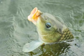 野钓鲤鱼挂饵技巧（掌握关键步骤）