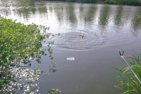 河道水草钓鱼技巧大揭秘（钓鱼技巧）