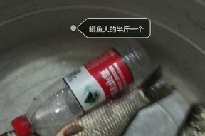 水库野钓鲤鱼的技巧与方法（提高钓鲤鱼成功率的实用技巧与经验分享）