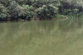 夏季沙河水钓技巧（解密夏日沙河水钓的绝招）