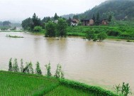 雨天钓鱼的技巧与方法（享受雨中的丰收乐趣）