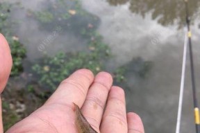 夏日流水钓鱼技巧大揭秘（享受夏日清凉）