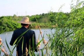 江南水草塘钓鱼技巧（掌握江南水草塘钓鱼的技巧）