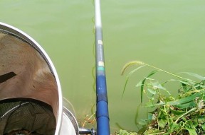 武汉夏天混养塘钓鱼的饵料技巧（聚焦武汉夏天混养塘钓鱼）